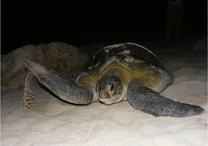 Cuba Marine Research and Conservation photo of a nesting green sea turtle at Guanahacabibes National Park