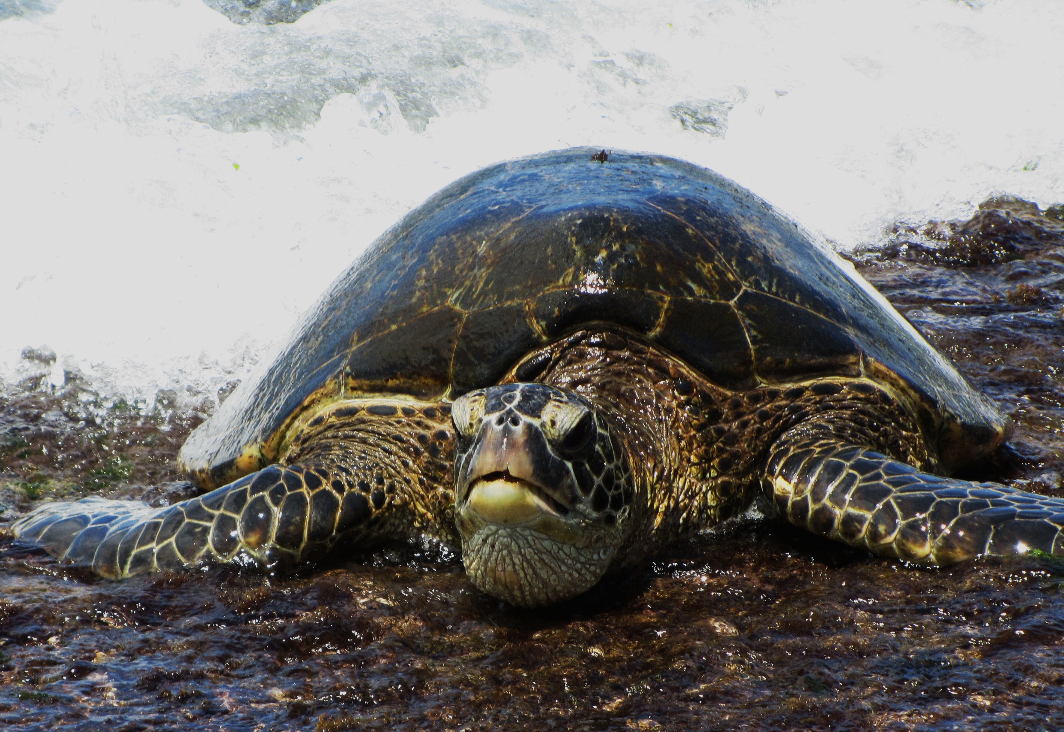 Green Turtle Chillin_Oahu Hawaii_Gerald Hansen