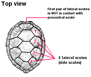 4scutes