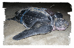 Shelldon Leatherback